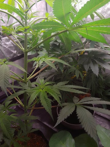 blue dream bag seed — vegetative, day 34