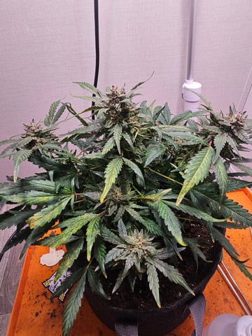 Mango Runtz — flower, day 80