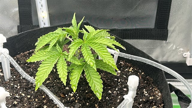 grow two — vegetative, day 1