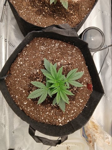 fruity pebbles, cap junky — vegetative, day 31