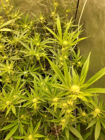 #3 — flower, day 42