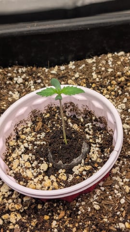 Lemon Cherry Gelato Auto — vegetative, day 7
