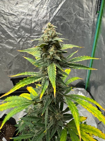 white runtz auto flower — flower, day 64