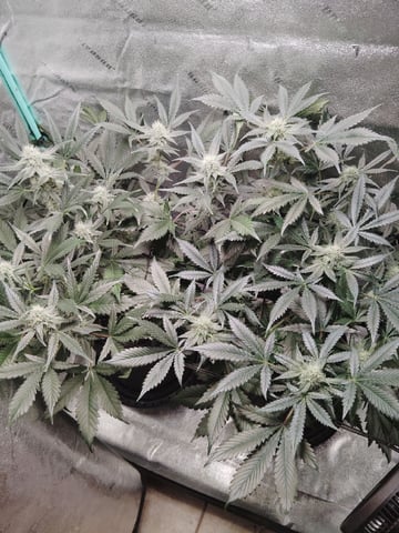 LSD Auto — flower, day 35