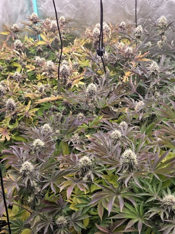 Relentless Genetics Trop Cherry S1 — flower, day 59