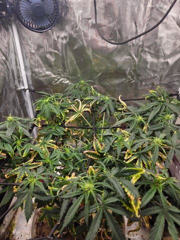 Experiment Time — flower, day 47