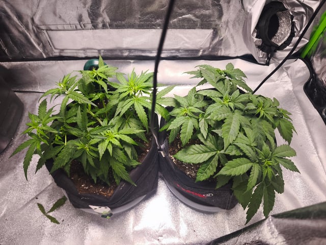 New grow — vegetative, day 28