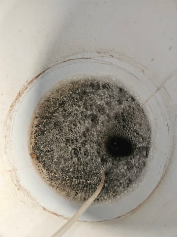 BLACKCHERRY SHERB — flower, day 79