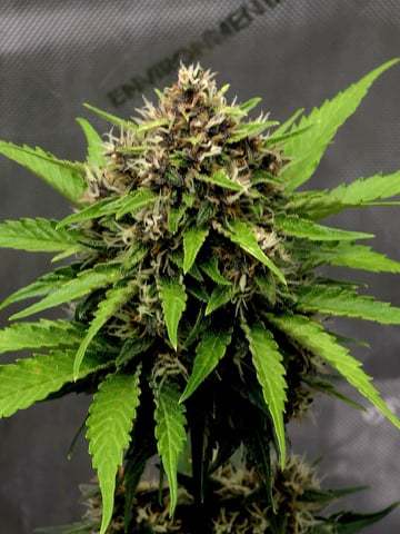 (4)autos  — flower, day 62