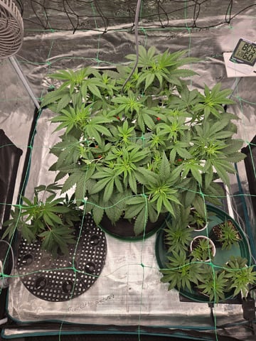  Insane OG