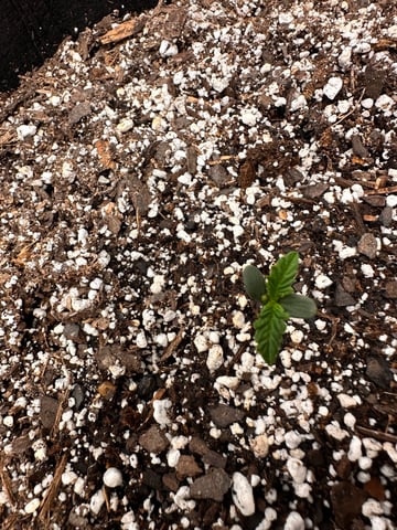 Gorilla Cookies — 1st Grow — seedling_rooting, day 9