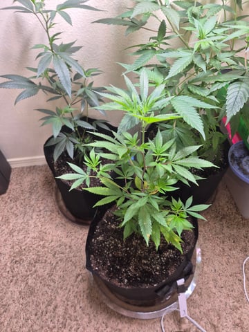 New Strain  — vegetative, day 9