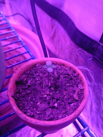 First autos  — seedling_rooting, day 20