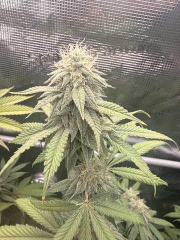 Oreo_BMG#2 — flower, day 5