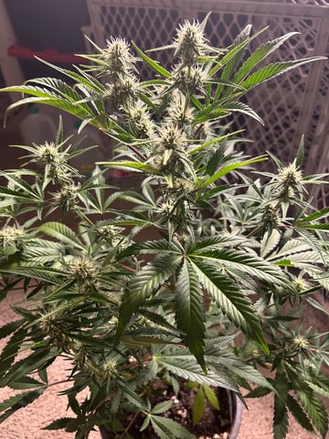 two clones and sour diesel  — flower, day 25