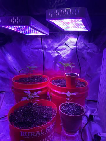 Archived Grow — none, day 3