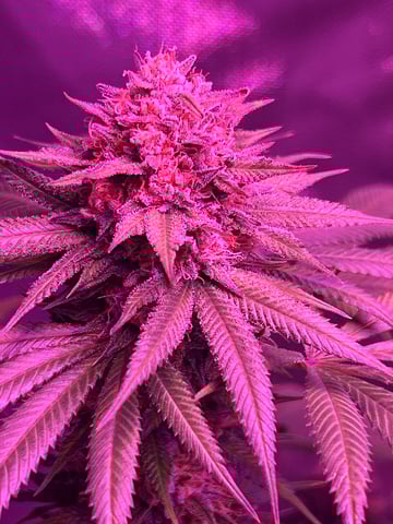 unknown strain 1st grow — flower, day 103