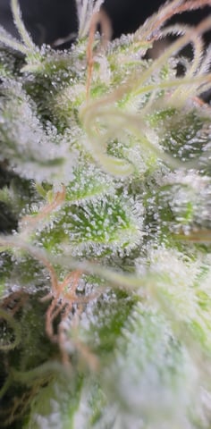 OG Kush — flower, day 131