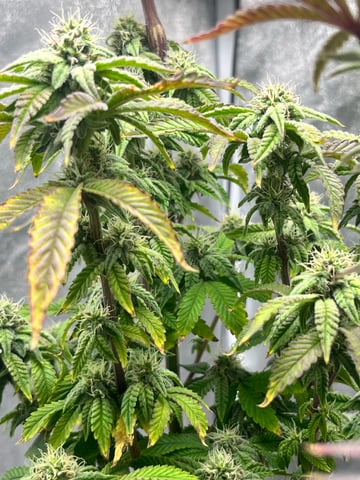 Humboldt Chicken N Wafflez — flower, day 77