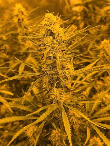 3rd Auto Grow — flower, day 78