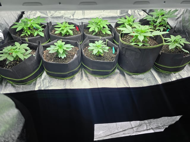 2nd Autoflower Indoor Grow — vegetative, day 21