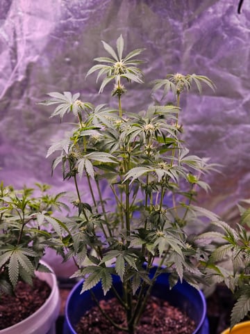 gary poppins — flower, day 68