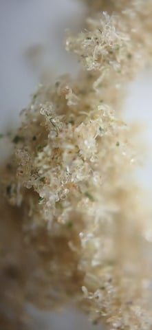 newest ggs setup grow — harvest, day 110