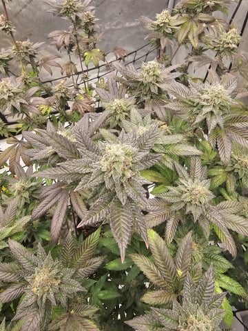 perfect circle/ cherrymac1 X candyland cross  — flower, day 28