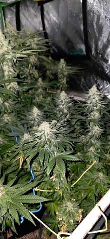 first grow — done, day 279