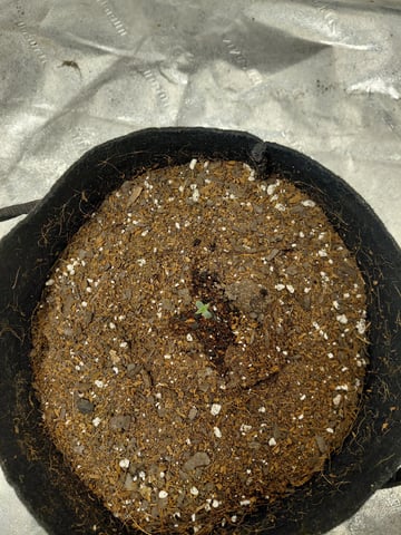 my first grow  — germination, day 3