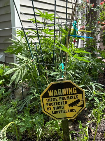 Grimm Glue  — grow_setup, day 1