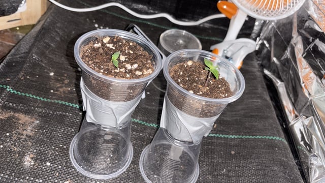 1era Planta — seedling_rooting, day 5