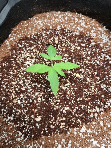 Pineapple Chunk/Runtz — seedling_rooting, day 24