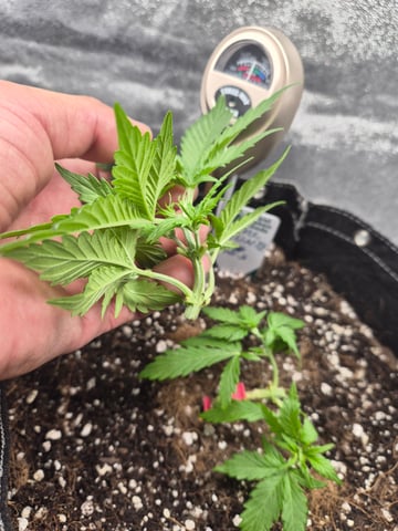 I'll get it right — vegetative, day 31