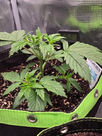 blue dream auto — vegetative, day 24