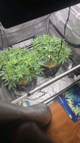 Original 1990 genetics  — flower, day 65