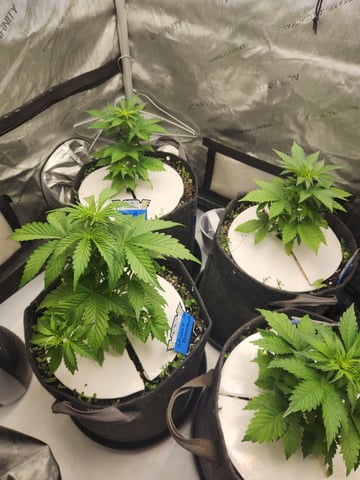 Rings of Saturn & Ghostboosters - Apollo Haze Artisanal Line — vegetative, day 30