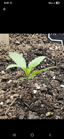 Mango Runtz — seedling_rooting, day 17