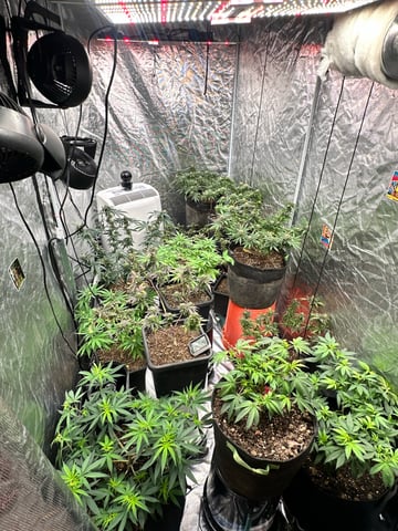 The Bud Professional Candy Factory  — flower, day 1