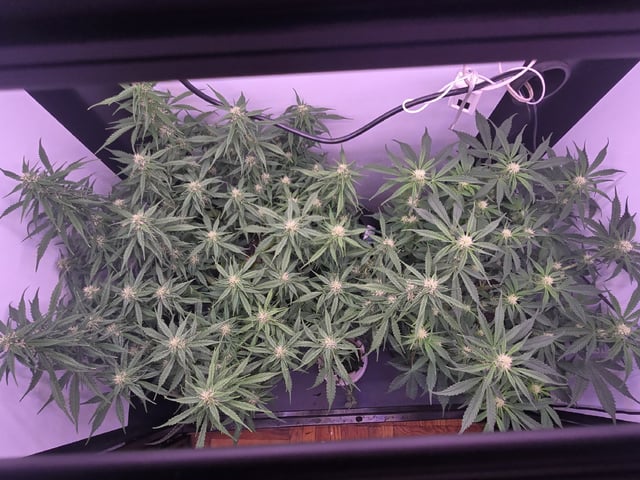 1st Auto Grow (LSD + BrB) - 1st indoor Grow — flower, day 50