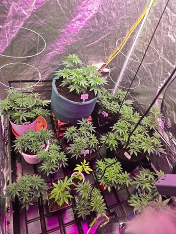 fruitstripe-x-breathworks VS Tropical cherry vs kush cake. vs og haze — vegetative, day 49