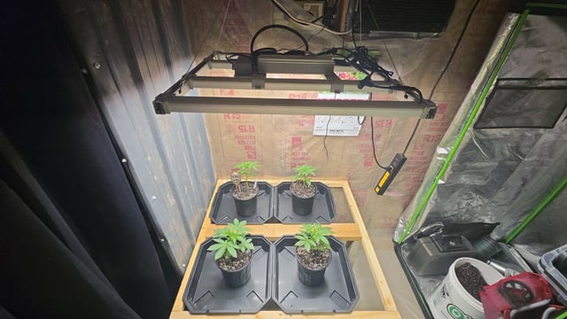2nd Grow Sesh — vegetative, day 28