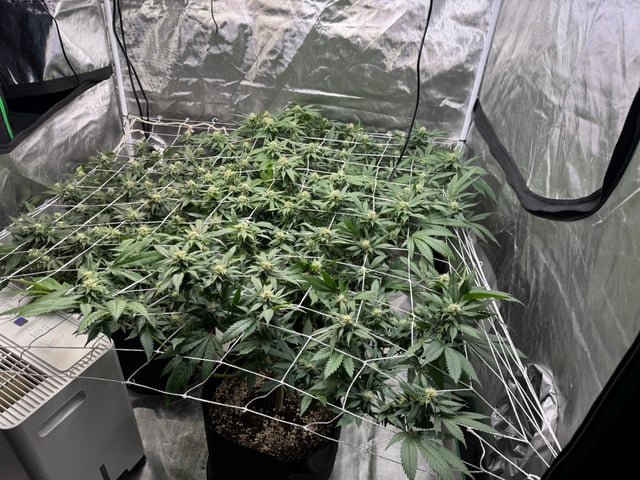 Green Gelato — flower, day 78