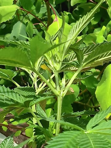 my first grow — vegetative, day 91