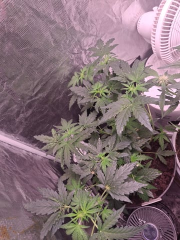 lil babies  — flower, day 18