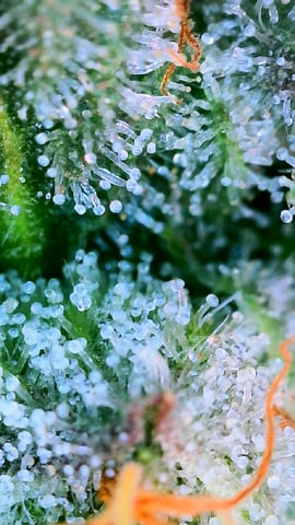 Black African Magic — flower, day 187