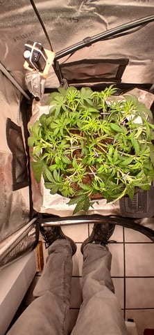 newest ggs setup grow — flower, day 33