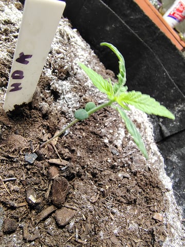 Hindu Kush — grow_setup, day 11