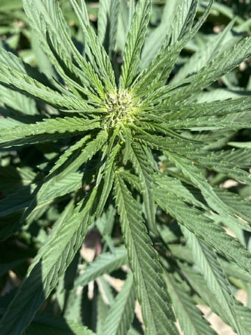 Solfire Gardens Grow — flower, day 108