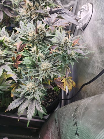 Rings of Saturn & Ghostboosters - Apollo Haze Artisanal Line — flower, day 69